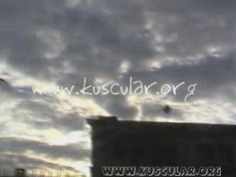 Ankara kuşları, taklacı oyun kuşları, limonlar, boz kirliler