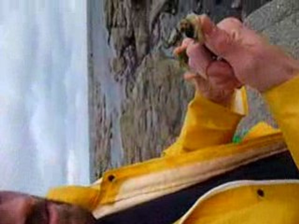 Poustache Chapeau Chinois