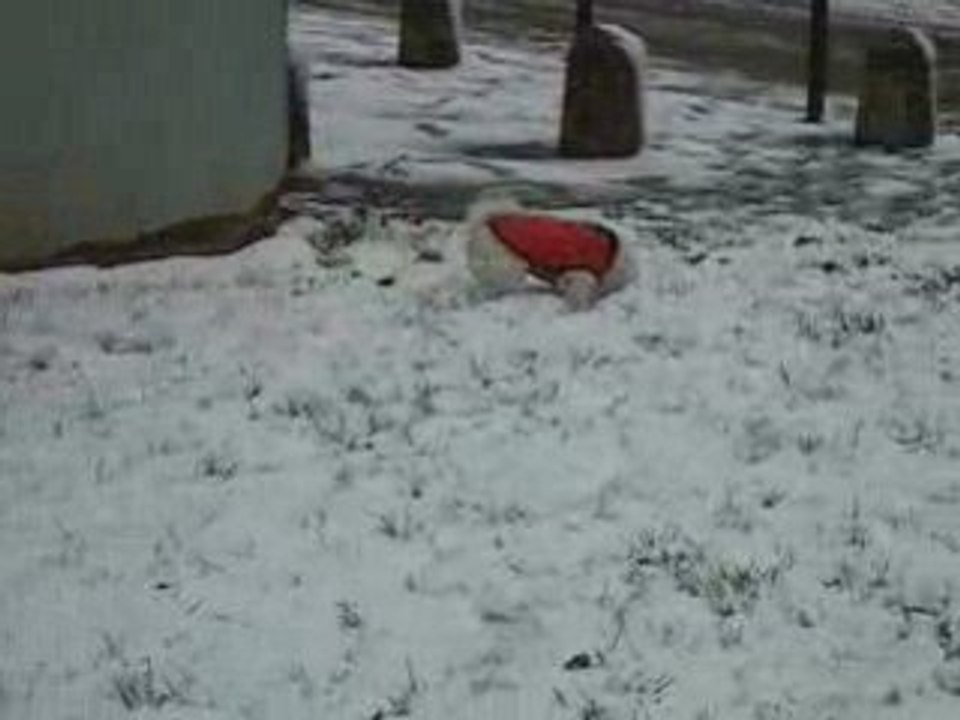 Les louloutes à la neige