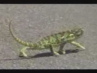 Crazy Gecko Moves