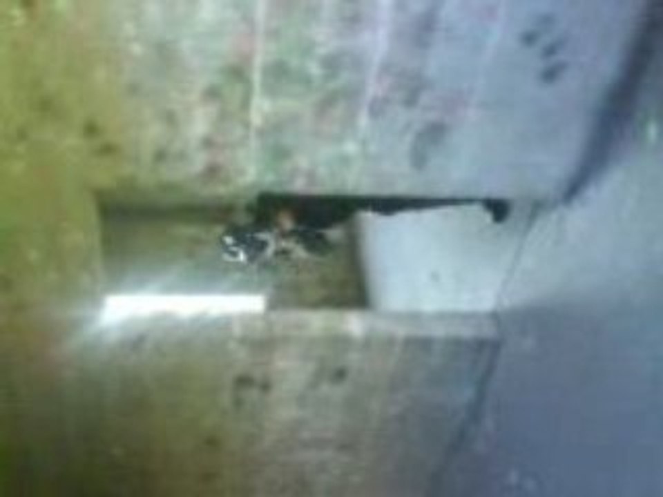 Killed twingo...........