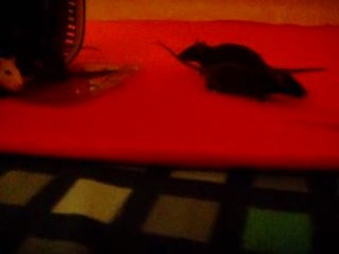 Ratons NOUT x ZAIRE - 5semaines - Lancer de bibous