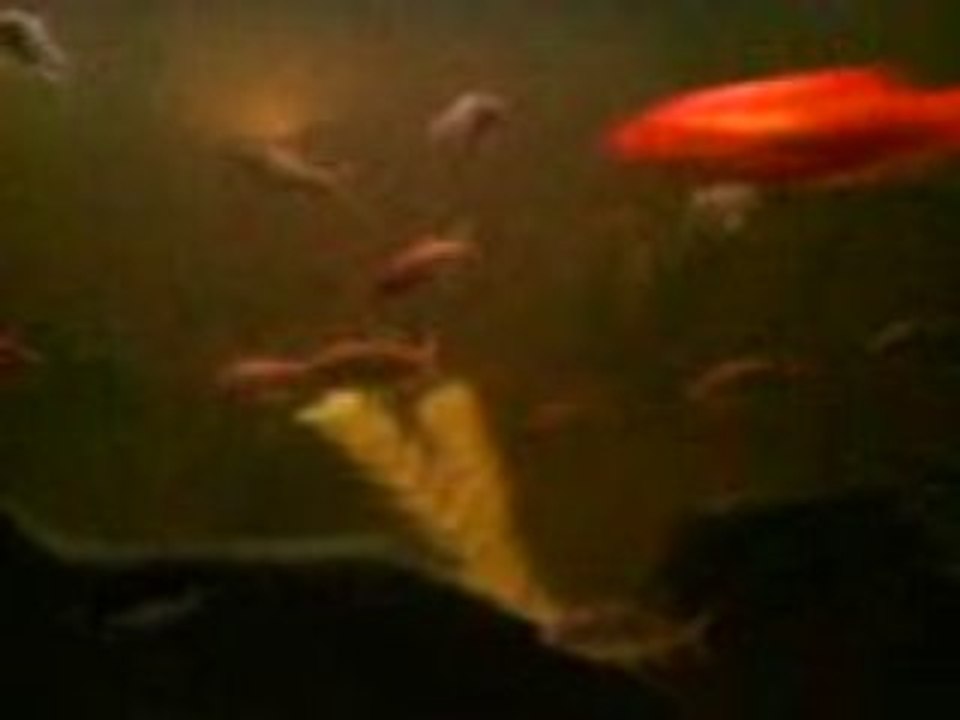 Pti poissons