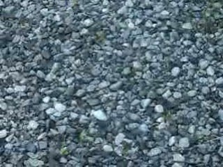 ducks making noises at my pond