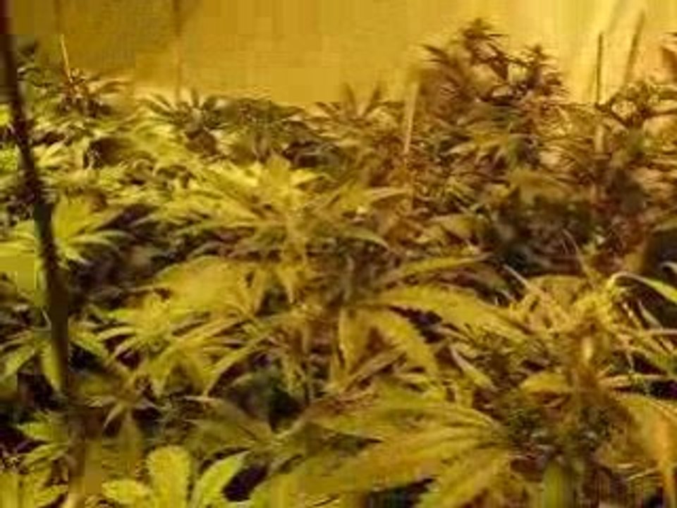 Video resise indoor wangtone