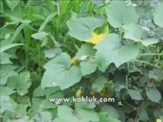 Yine Yeşillendi Fındık Dalları