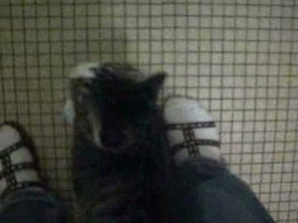 enervant le chat