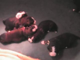 BB Anoushka : 10 jours