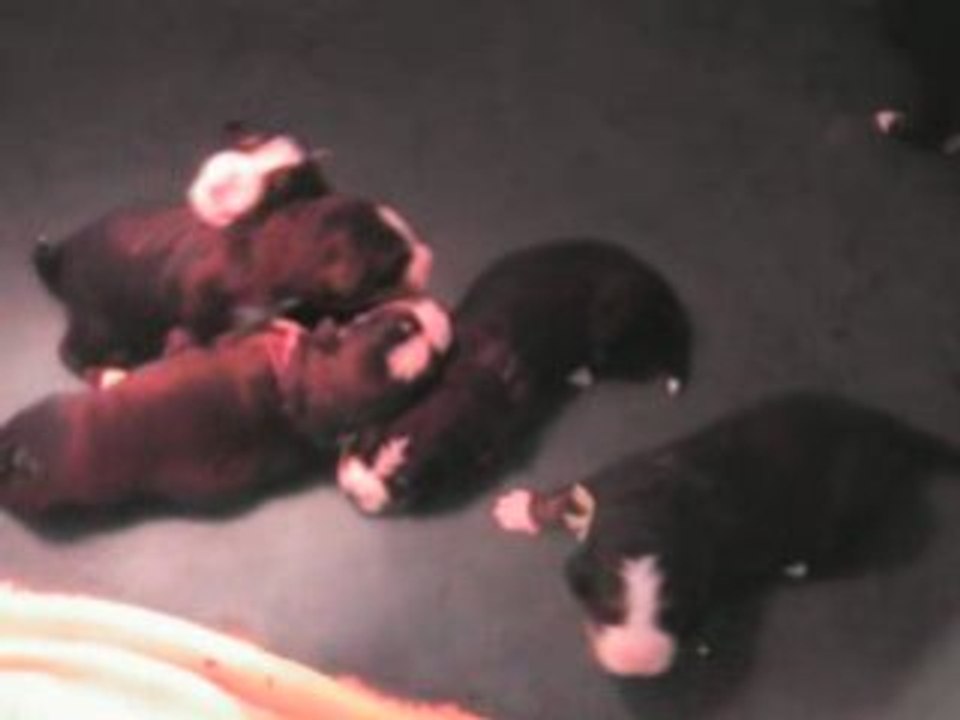 BB Anoushka : 10 jours