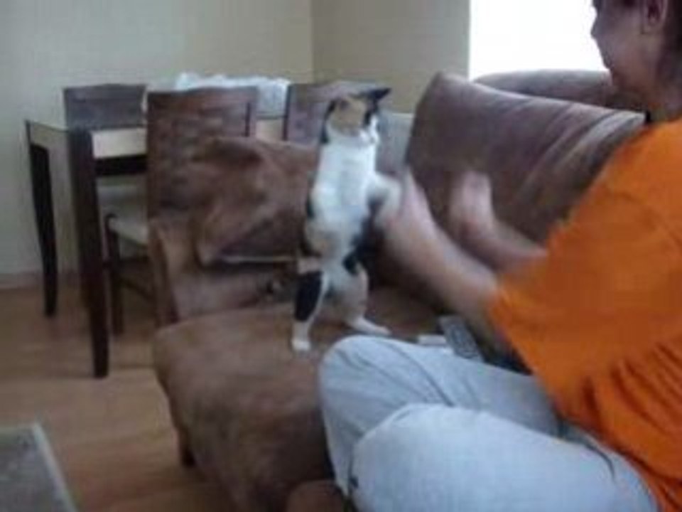 Boxing Cat - Boks yapan kedi