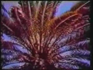 Песня Сухуми