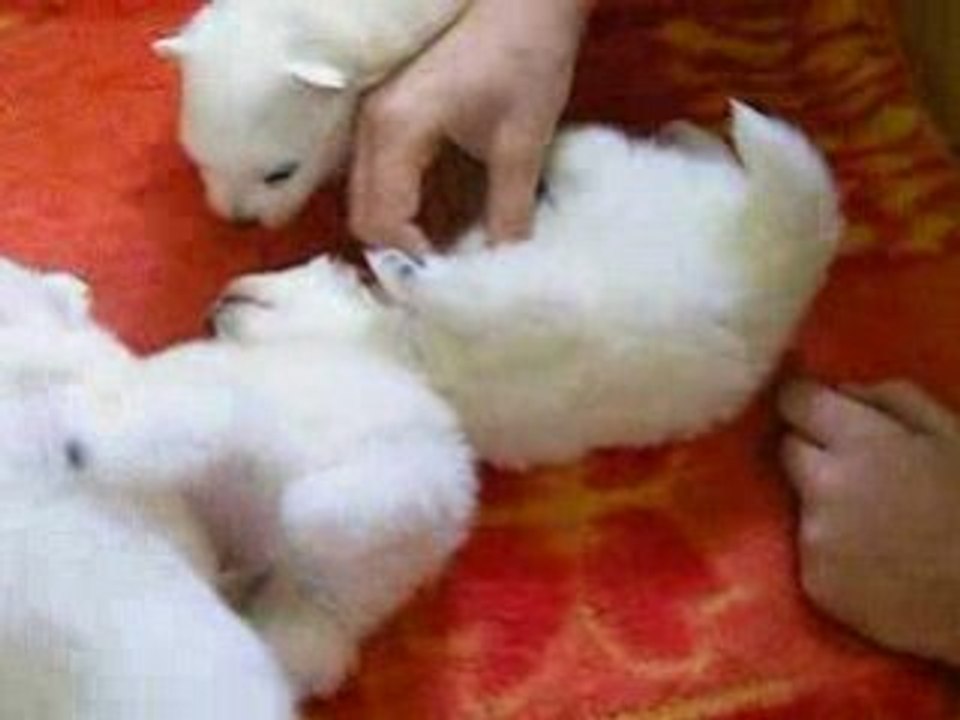 Bébés de Gloria Séance de gratouilles.