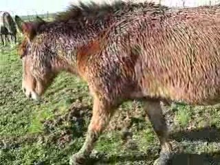 Rigolotte fait le tour des gamelles