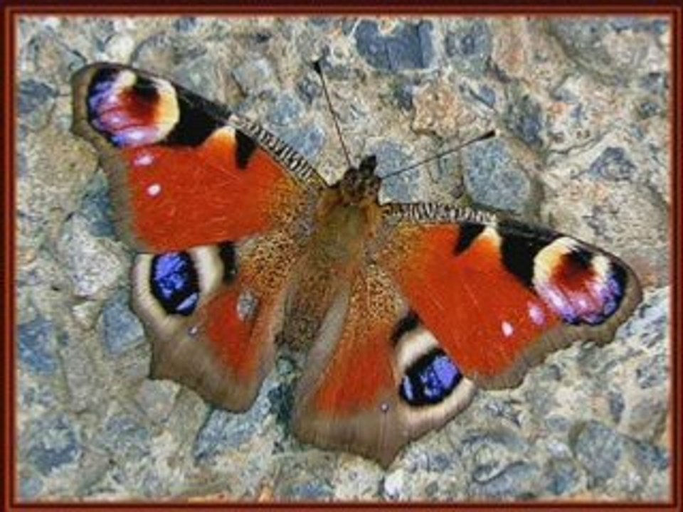 Sos d'un terrien en détresse