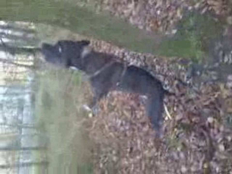 entraînement chien