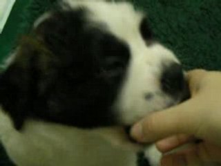 Des bb tout plein de bb