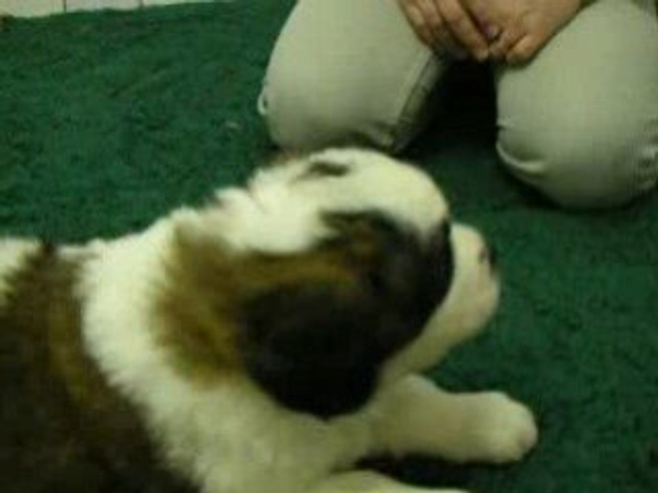 Daisy la turbulente