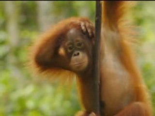 Tiere dieser Welt