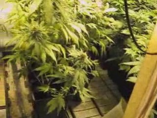 Flo du 24-11-2008 music high tone "nothern ligths"