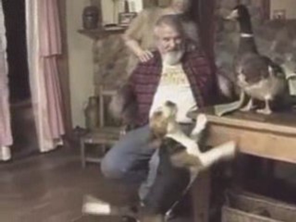 Amour entre un chien et un canard !