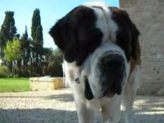 Oh chat! encore ce chat!