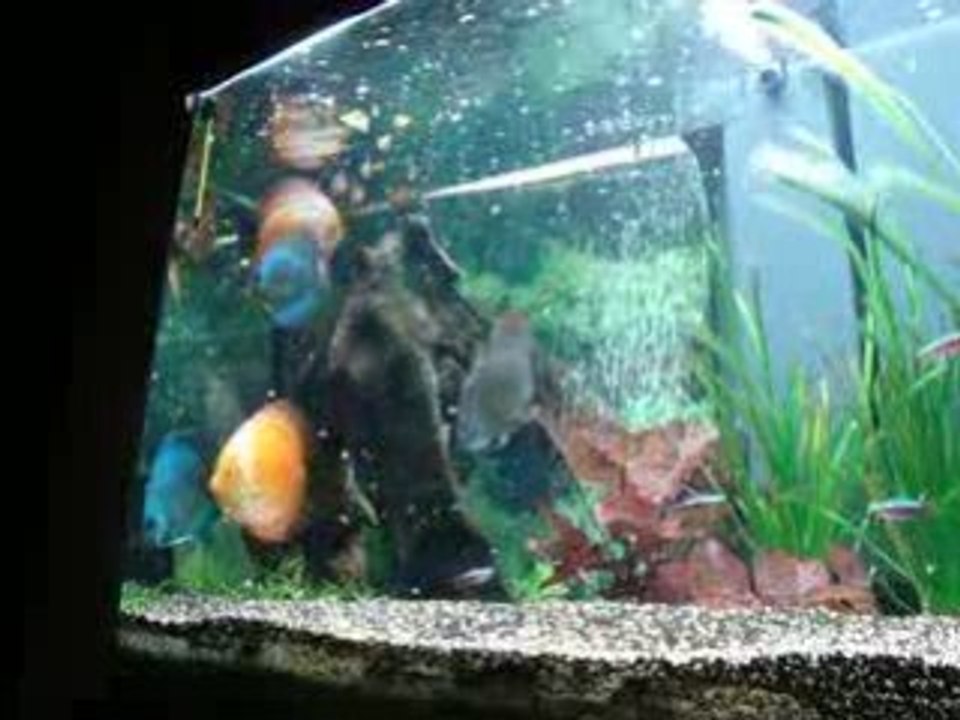 aquarium fischerdiscus