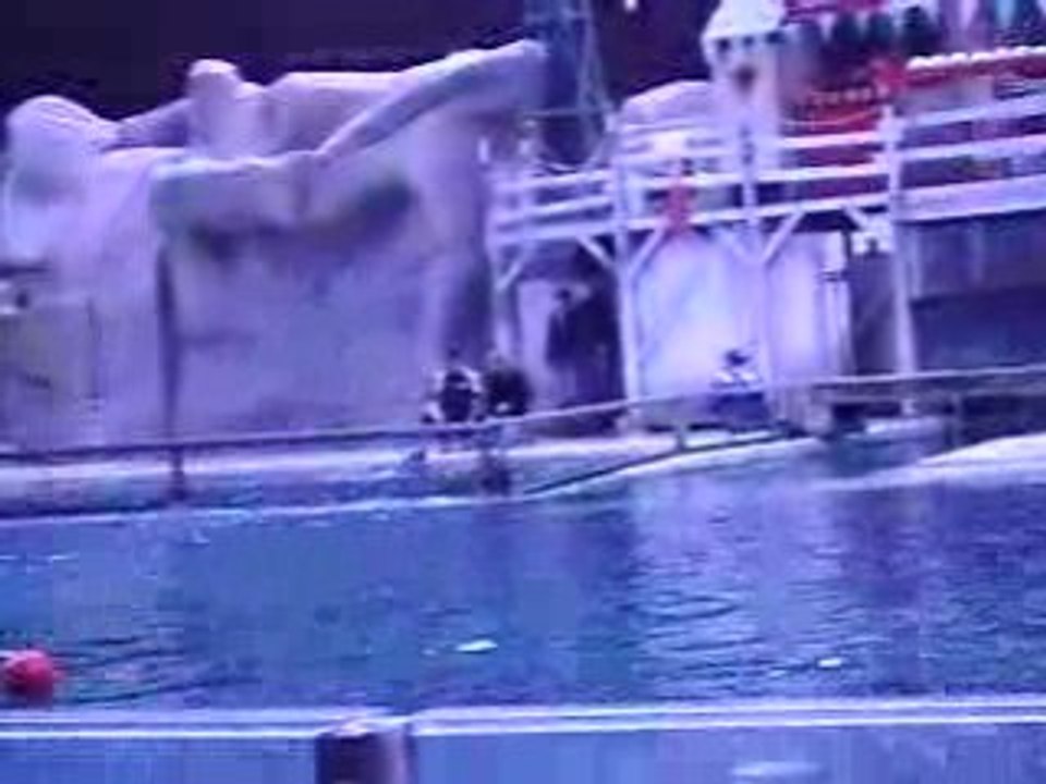 Journée Dauphins suite