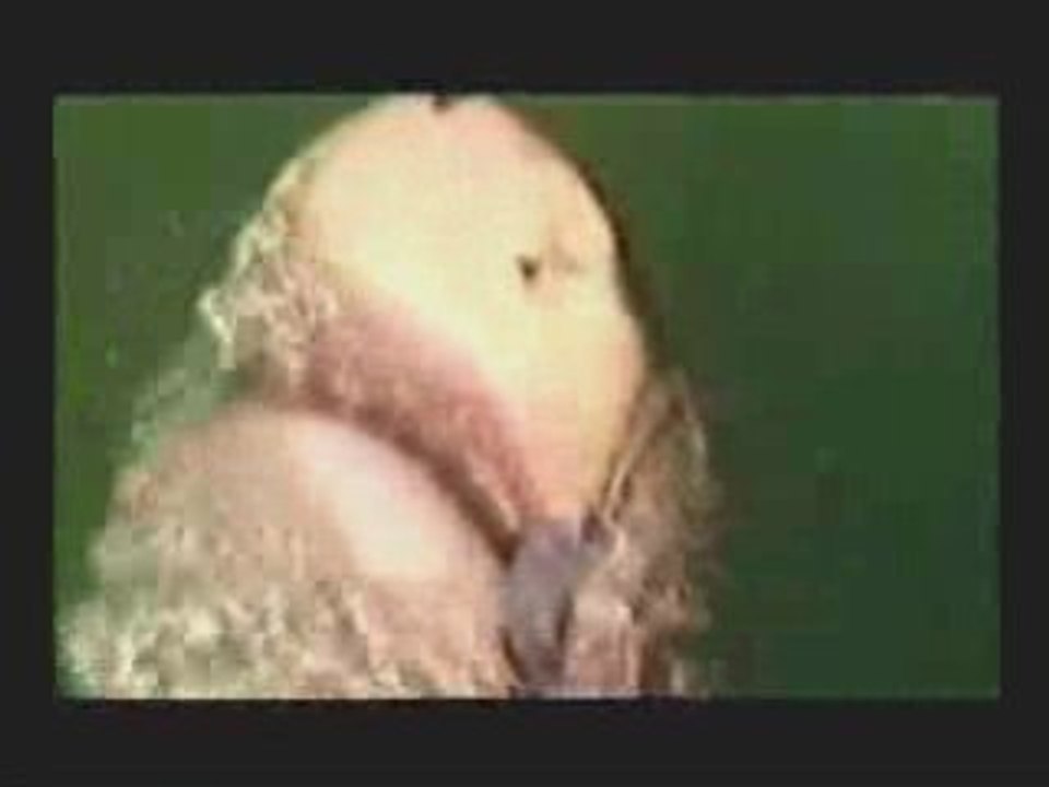 Dog Attacks Shark