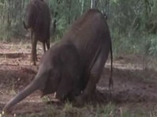 L'abus d'alcool est heureux pour les animaux !