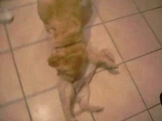 Un chienne qui grogne après ses chiots