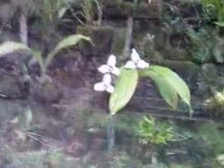 biotopo el quetzal 03