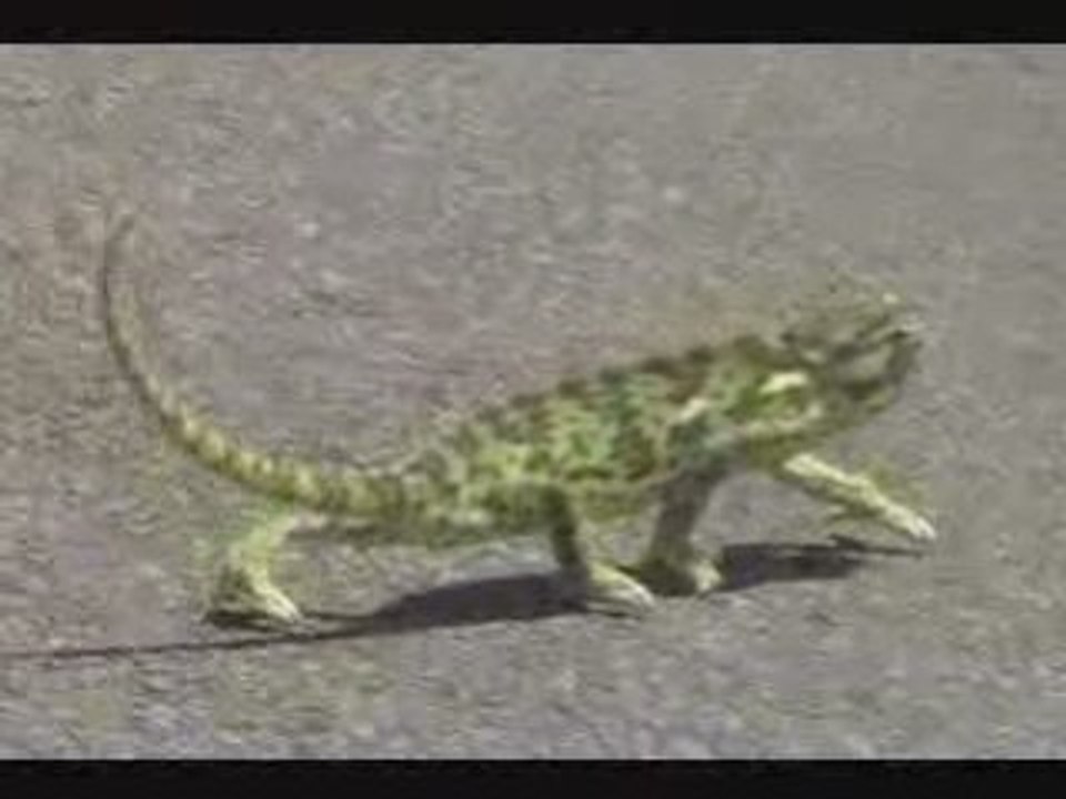 Cameleon rappeur