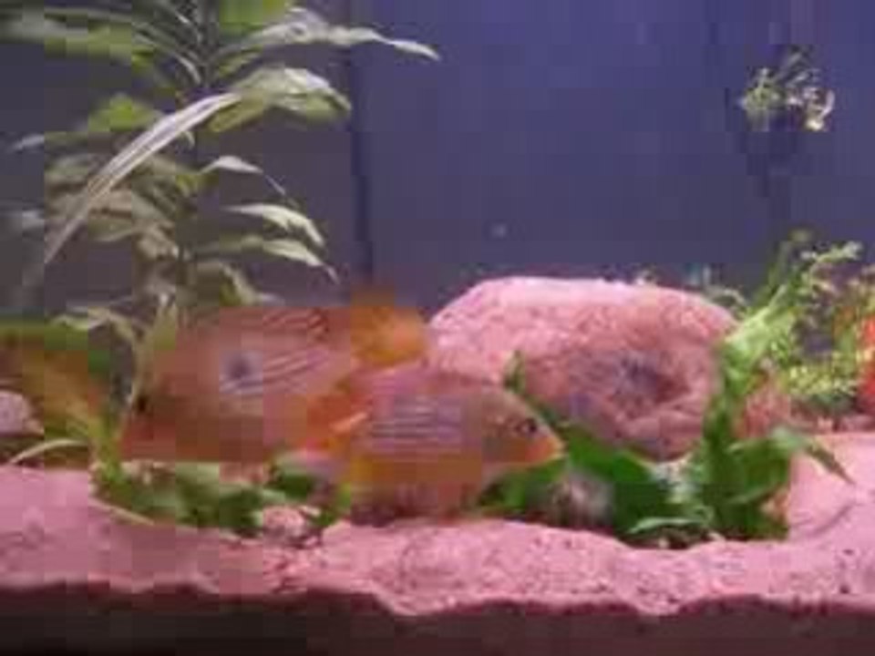 Gymnogeophagus n sp. norte