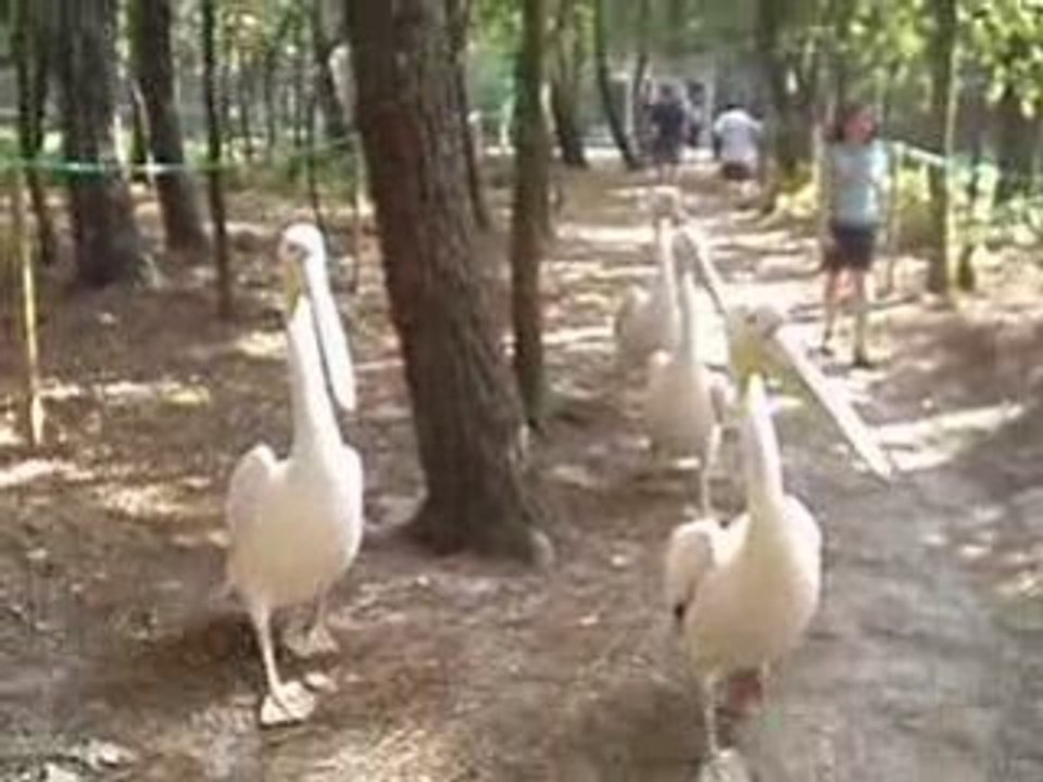 L'attaque du Pelican