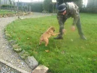 femelle malinoise 3 mois