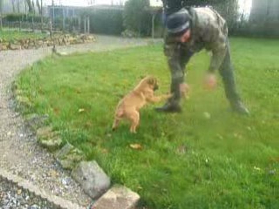 femelle malinoise 3 mois