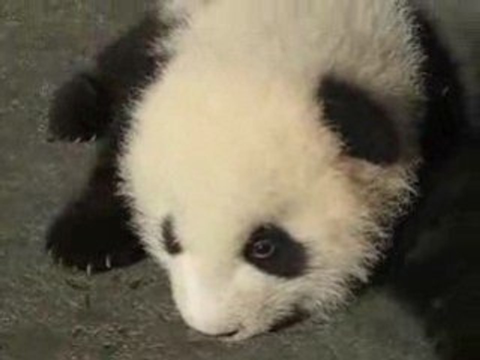 Panda Peluche ?