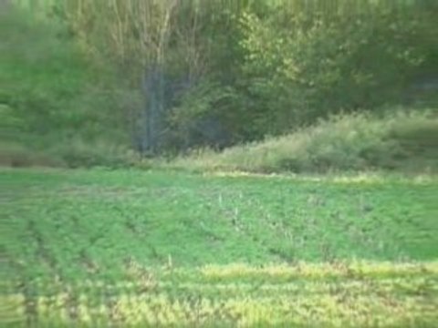 10 numara silah ve güzel tavşan avı