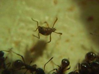 TOILETTE MATINALE MYRMICA