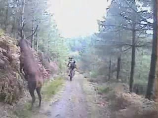 - Gamelle Trophy 2007 - Attaque de Cerf _