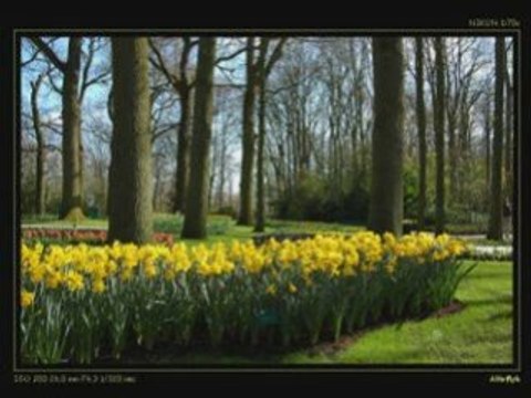 Des jonquilles aux derniers lilas Hugues Aufray