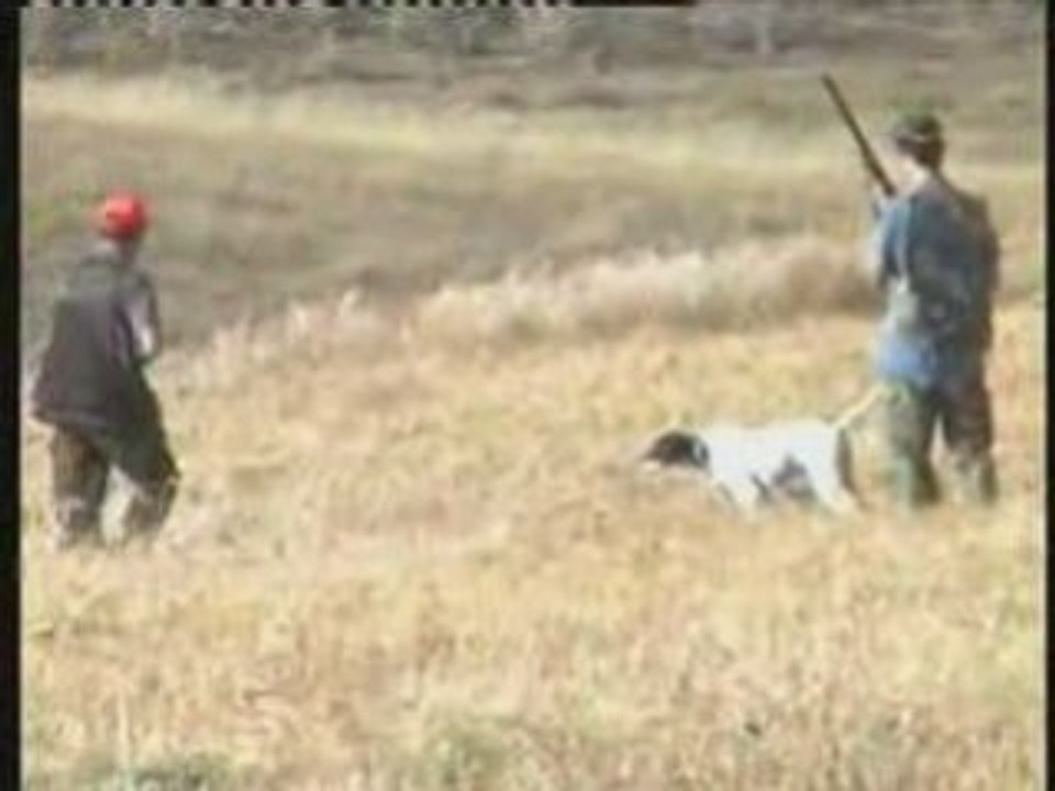 Bıldırcın avı  ve ferma