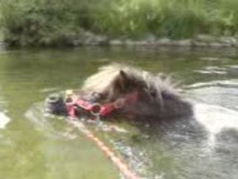 poneys 2113 baignade