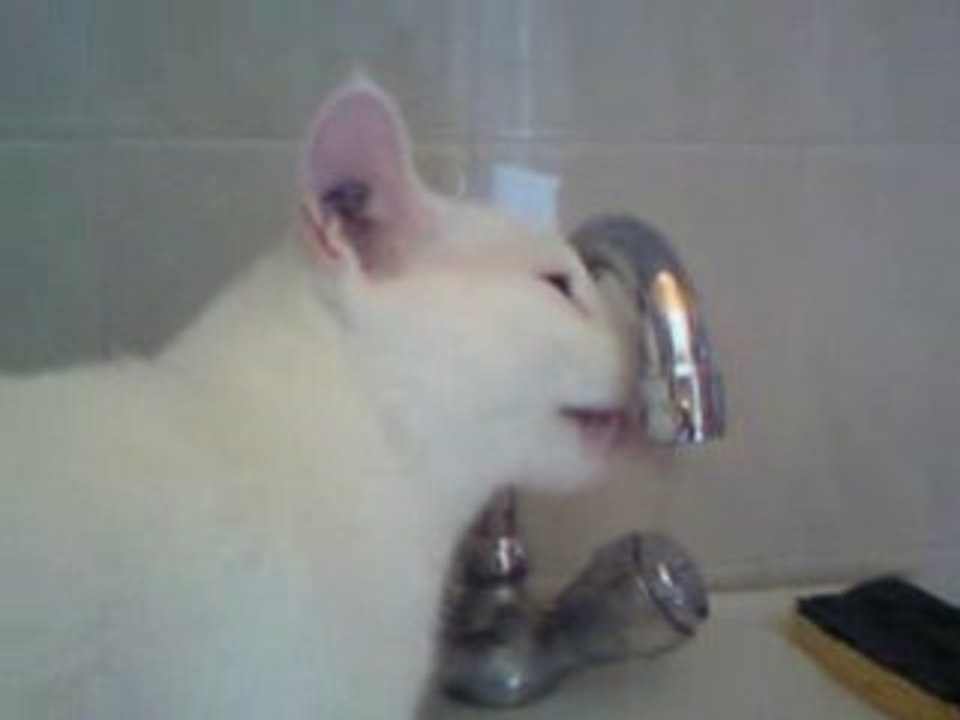 Mon Chat Boit Au Robinet
