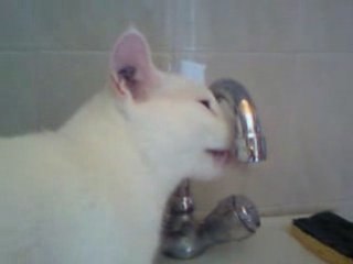 Mon Chat Boit Au Robinet