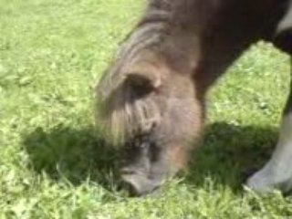 poneys 2113 chaude journée d'été