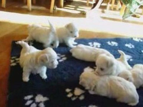 Chiot bichon maltais d'Abcia d'Or