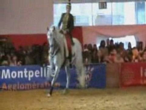 Salon du cheval Monpellier CSO et Dressage