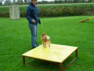 011entraînement agility au club