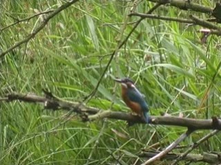 Castor fiber,le grand retour